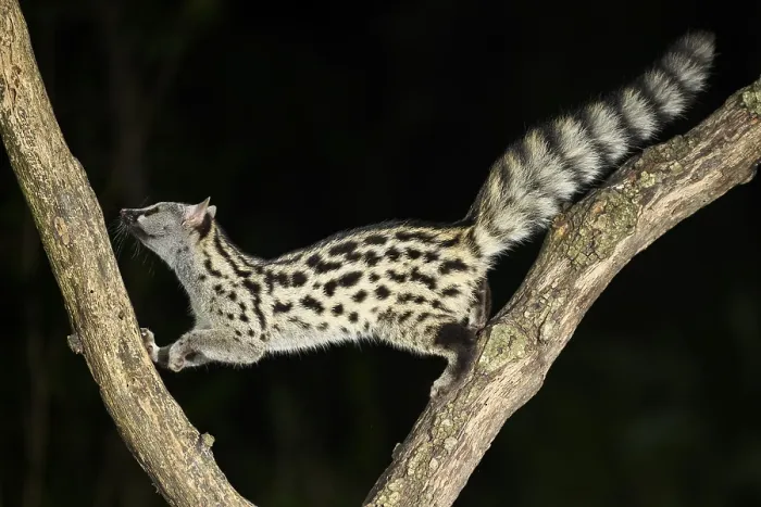 Framed Print : Common genet (Genetta genetta)