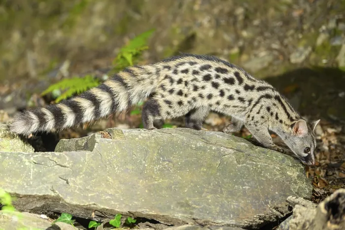 Framed Print : Common genet (Genetta genetta) Framed Print : Common genet (Genetta genetta)