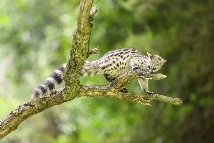 Framed Print : Common genet (Genetta genetta)