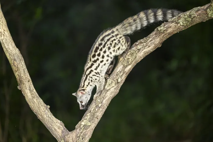 Framed Print : Common genet (Genetta genetta)
