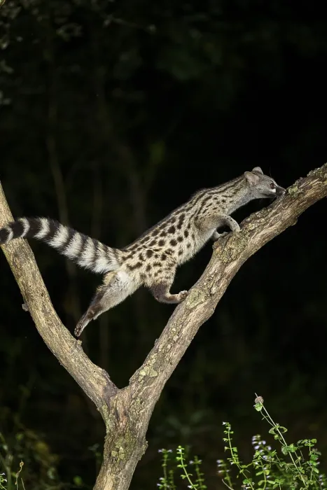 Framed Print : Common genet (Genetta genetta) Framed Print : Common genet (Genetta genetta)