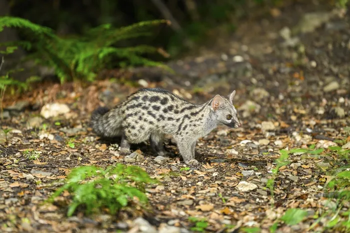 Framed Print : Common genet (Genetta genetta)