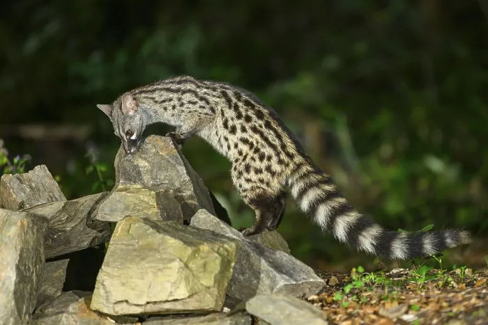 Framed Print : Common genet (Genetta genetta)