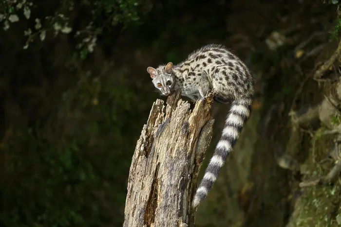 Framed Print : Common genet (Genetta genetta)