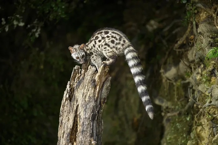 Framed Print : Common genet (Genetta genetta)