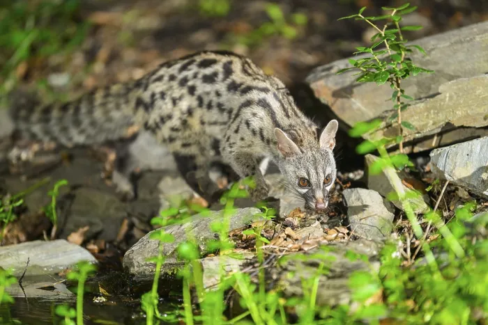 Framed Print : Common genet (Genetta genetta)