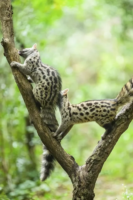 Framed Print : Common genet (Genetta genetta)