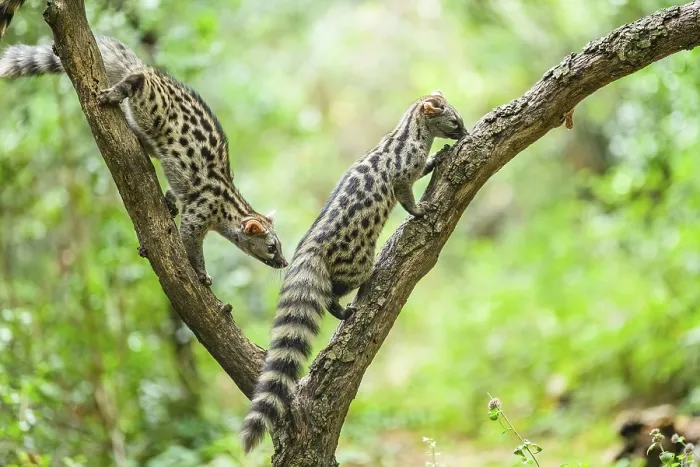 Framed Print : Common genet (Genetta genetta) Framed Print : Common genet (Genetta genetta)