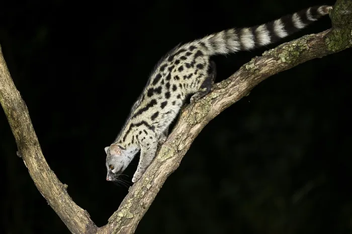 Framed Print : Common genet (Genetta genetta)