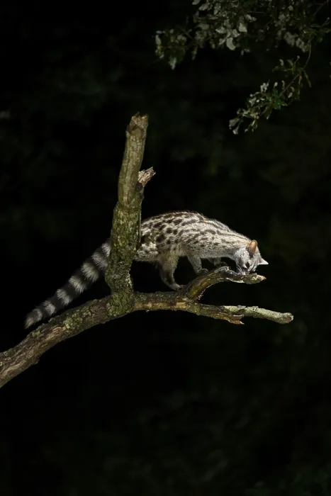 Framed Print : Common genet (Genetta genetta) Framed Print : Common genet (Genetta genetta)