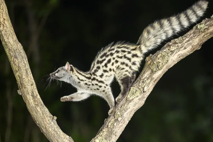Framed Print : Common genet (Genetta genetta) Framed Print : Common genet (Genetta genetta)