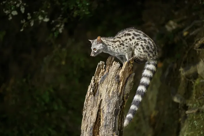 Framed Print : Common genet (Genetta genetta) Framed Print : Common genet (Genetta genetta)