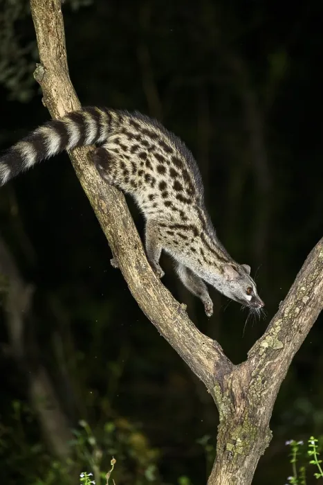 Framed Print : Common genet (Genetta genetta) Framed Print : Common genet (Genetta genetta)