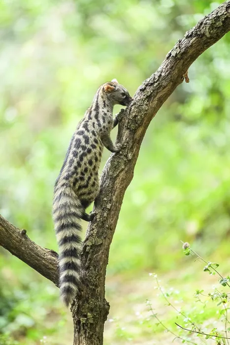 Framed Print : Common genet (Genetta genetta) Framed Print : Common genet (Genetta genetta)