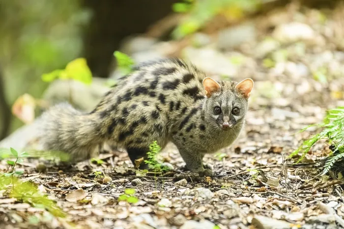 Framed Print : Common genet (Genetta genetta)