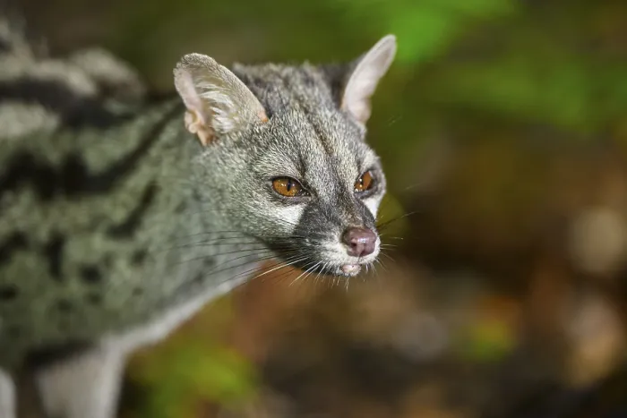 Framed Print : Common genet (Genetta genetta)