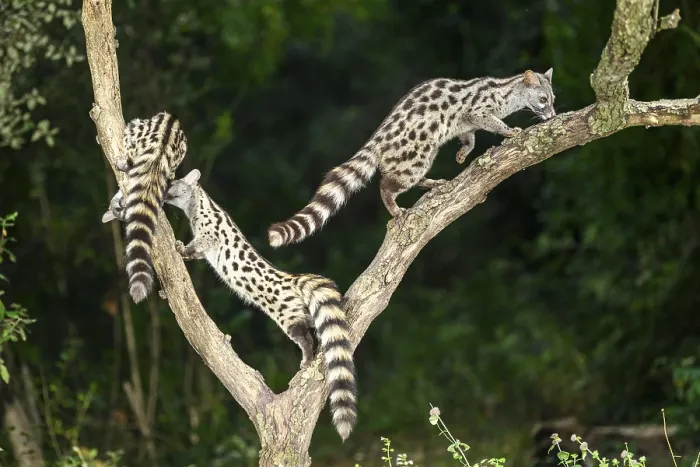 Framed Print : Three Common genets (Genetta genetta) Framed Print : Three Common genets (Genetta genetta)