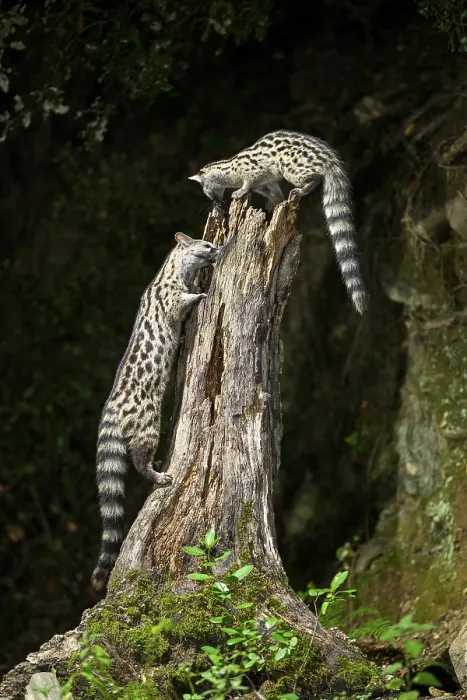 Framed Print : Common genets (Genetta genetta) climbing on a tree Framed Print : Common genets (Genetta genetta) climbing on a tree