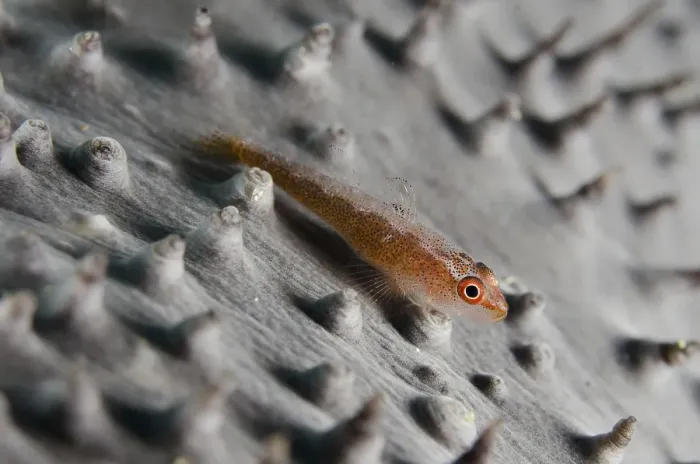 Framed Print : Common Ghost Goby (Pleurosicya mossambica) Framed Print : Common Ghost Goby (Pleurosicya mossambica)