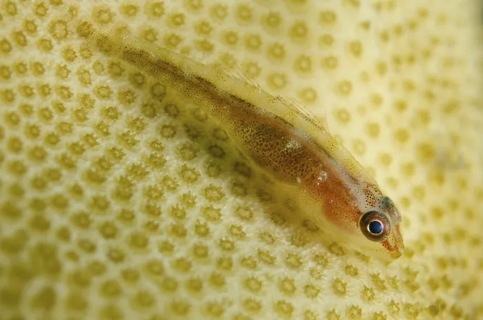 Framed Print : Common Ghost Goby (Pleurosicya mossambica) Framed Print : Common Ghost Goby (Pleurosicya mossambica)