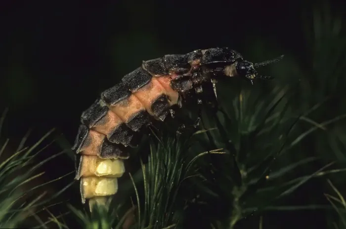 Framed Print : Common Glow-worm (Lampyris noctiluca), female