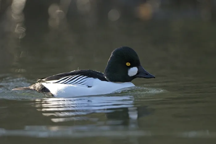 Framed Print : Common goldeneye (Bucephala clangula) Framed Print : Common goldeneye (Bucephala clangula)