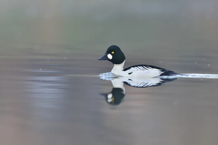 Framed Print : Common Goldeneye (Bucephala clangula)