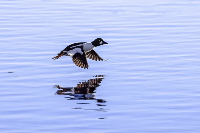 Framed Print : Common goldeneye (Bucephala clangula) male in flight