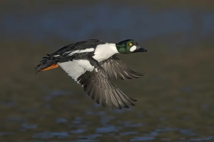 Framed Print : Common Goldeneye (Bucephala clangula) male flying