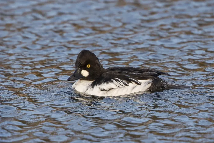 Framed Print : Common goldeneye - male (Bucephala clangula)