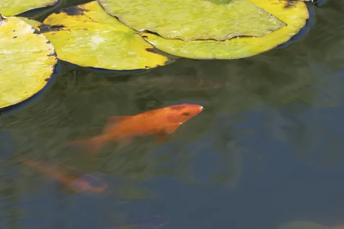 Framed Print : Common goldfish (Carassius auratus) adult fish in a garden pond Framed Print : Common goldfish (Carassius auratus) adult fish in a garden pond