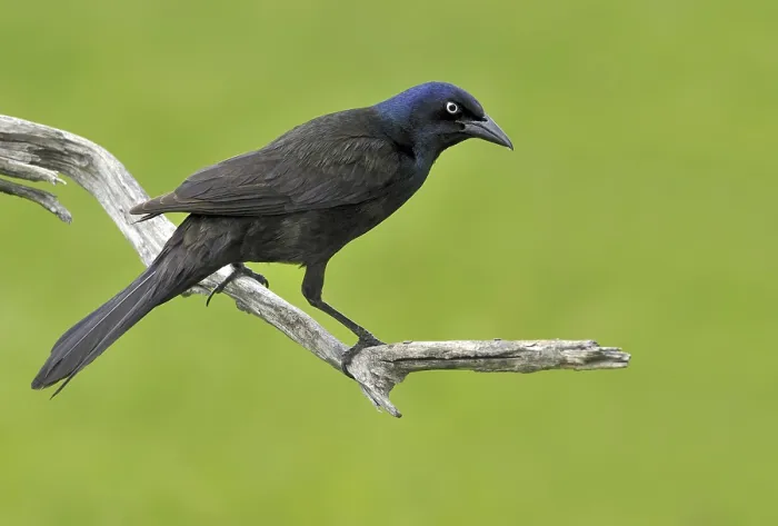 Framed Print : Common Grackle (Quiscalus quiscula) Framed Print : Common Grackle (Quiscalus quiscula)