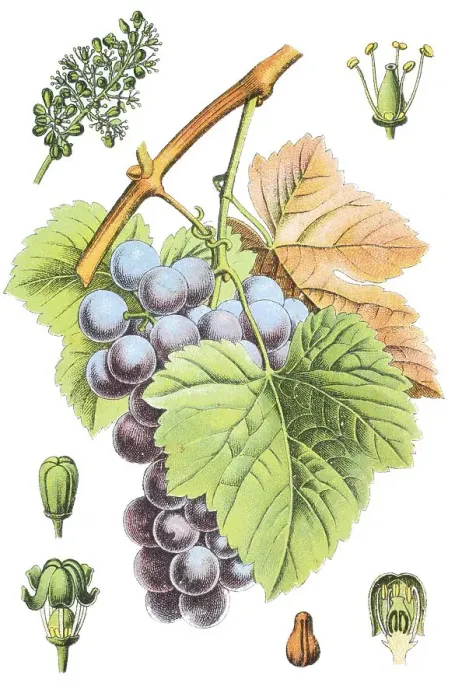 Framed Print : Common Grape Vine (Vitis vinifera)