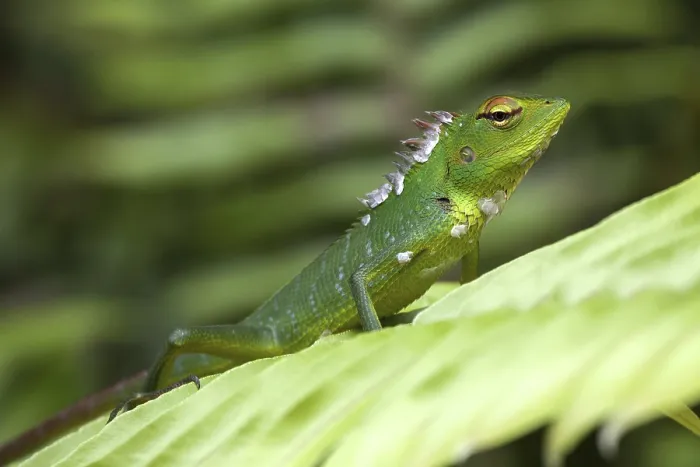 Framed Print : Common green forest lizard (Calotes calotes) on leaf Framed Print : Common green forest lizard (Calotes calotes) on leaf