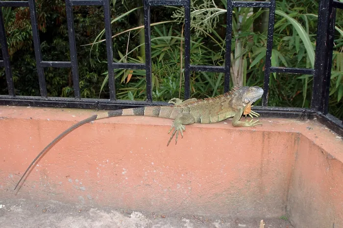 Framed Print : Common green iguana (Iguana iguana) Framed Print : Common green iguana (Iguana iguana)