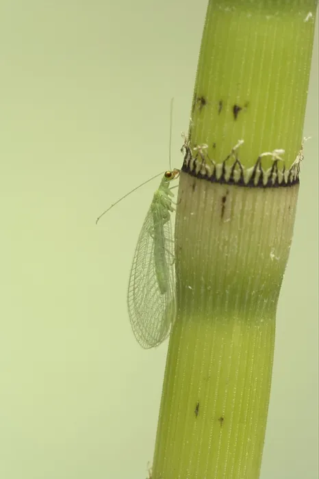 Framed Print : Common Green Lacewing (Chrysoperla carnea) adult