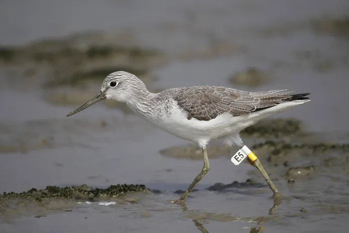 Framed Print : Common greenshank (Tringa nebularia) adult