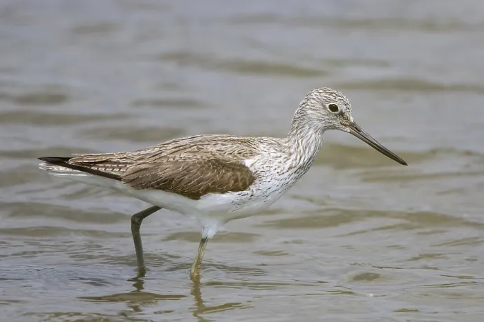 Framed Print : Common Greenshank (Tringa nebularia) foraging