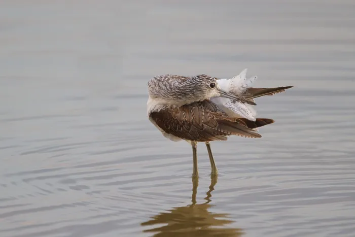 Framed Print : Common Greenshank (Tringa nebularia) preening