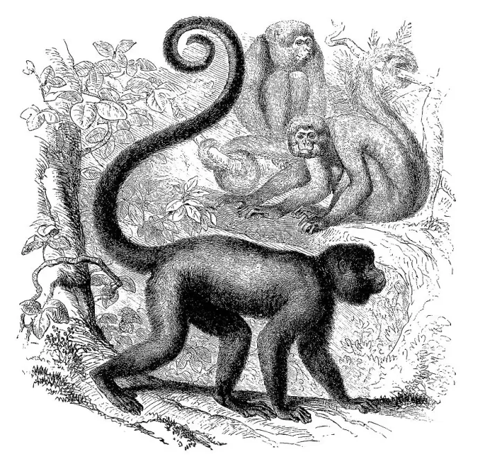 Framed Print : Common grey brown woolly monkey (Lagothrix lagotricha) Framed Print : Common grey brown woolly monkey (Lagothrix lagotricha)