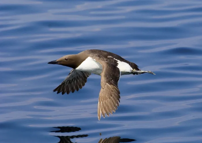 Framed Print : Common guillemot (Uria aalge) adult