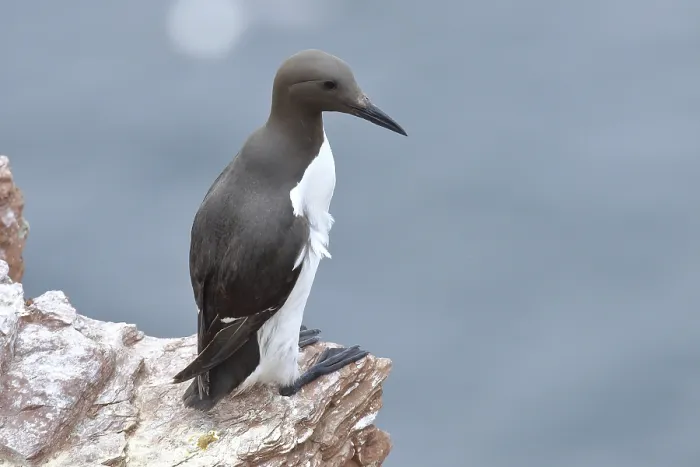 Framed Print : Common guillemot (Uria aalge), adult