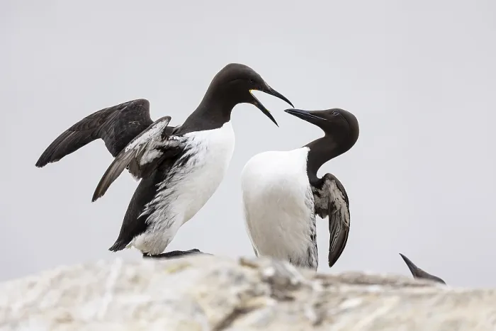 Framed Print : Common guillemot (Uria aalge), two adult birds fighting on rock