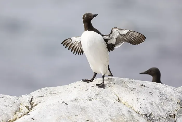 Framed Print : Common guillemot (Uria aalge) flapping its wings