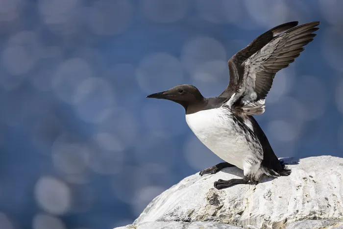 Framed Print : Common guillemot (Uria aalge) flapping its wings