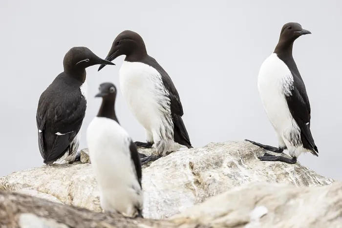 Framed Print : Common guillemot (Uria aalge), small group of adult birds on rock