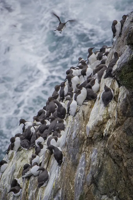 Framed Print : Common guillemots (Uria aalge) Framed Print : Common guillemots (Uria aalge)