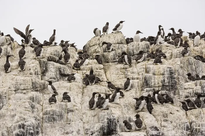Framed Print : Common Guillemots (Uria aalge) Framed Print : Common Guillemots (Uria aalge)
