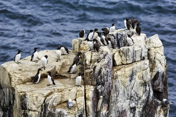 Framed Print : Common guillemots (Uria aalge) on bird cliffs in the North Sea