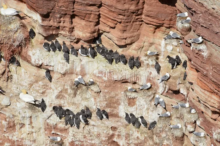 Framed Print : Common guillemots (Uria aalge) on bird rocks Framed Print : Common guillemots (Uria aalge) on bird rocks